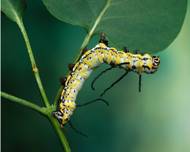 A brightly colored caterpillar crawling on a leaf.