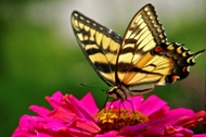 A butterfly sits poised on a flower, ready to take flight.